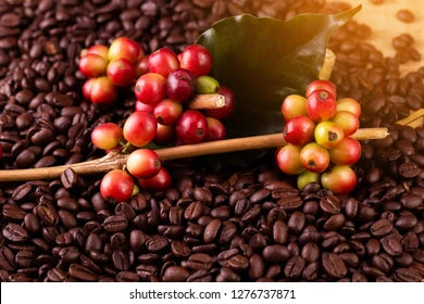 Black Coffee Exporter Pakistan | Premium Roasted Coffee Beans Supplier for B2B Importers | Wholesale Arabica & Robusta | Bulk Coffee Containers Delivered Worldwide (USA, UK, EU, GCC)