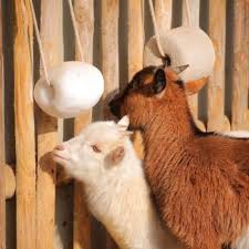 Himalayan Pet & Animal Salt Products Wholesale Supplier & Bulk Exporter | Salt Licks for Horses, Cows & Camels, Compressed Salt Blocks, Natural Rock Salt Lumps for Global B2B Buyers