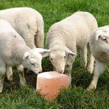 Himalayan Pet & Animal Salt Products Wholesale Supplier & Bulk Exporter | Salt Licks for Horses, Cows & Camels, Compressed Salt Blocks, Natural Rock Salt Lumps for Global B2B Buyers