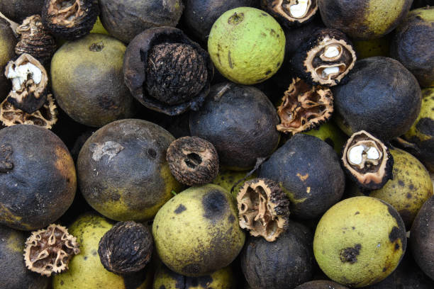 Premium Walnuts Exporter Pakistan | Bulk Wholesale Supplier for B2B Importers | Inshell & Kernel Walnuts | Light Amber, Extra Light & Amber Grades | 20ft & 40ft Global Container Shipping (USA, UK, EU, GCC)